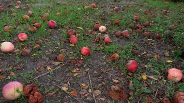 Bahçedeki çimlerin üzerine düşmüş çürük elmalar