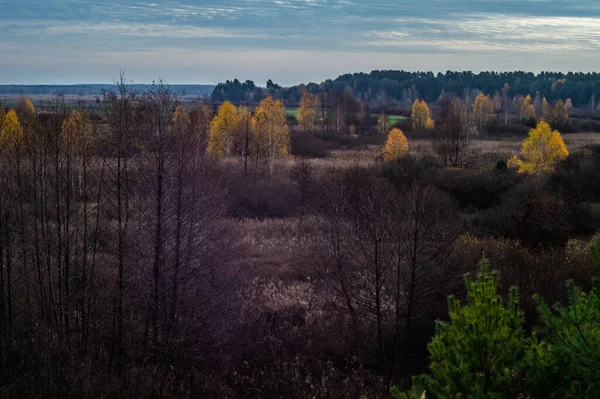 Mroczny Jesienny Krajobraz Gołymi Drzewami Otwartym Lesie Zachmurzonym Niebie — Zdjęcie stockowe