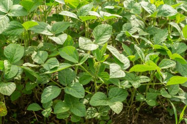 Tarlada büyüyen soya fasulyesi. Sebze protein kaynağı