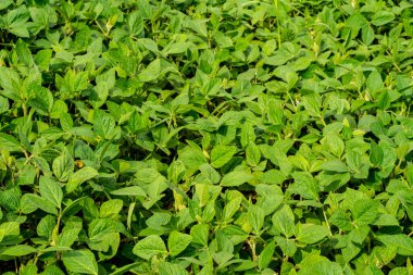 Tarlada büyüyen soya fasulyesi. Sebze protein kaynağı