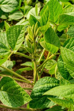 Tarlada büyüyen soya fasulyesi. Sebze protein kaynağı