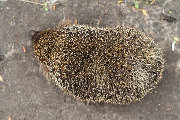 고슴도치 European Hedgehog Erinaceus Europaeus 상태의 고슴도치 — 스톡 사진