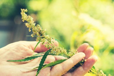 Çiftçi ya da tarımcı el ve bahçede çiçek açan kenevirin cilvesi.