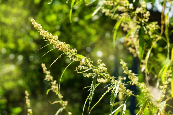 Bahçede çiçek açan kenevir yaprakları ve kabartmaları