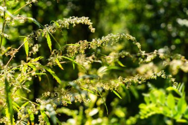 Bahçede çiçek açan kenevir yaprakları ve kabartmaları