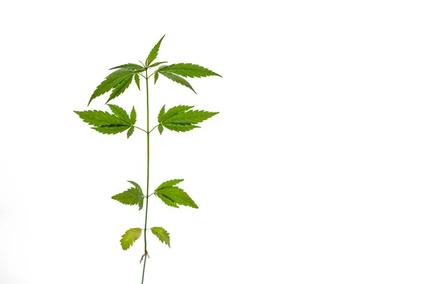 Planta de cannabis verde sobre fondo blanco — Foto de Stock