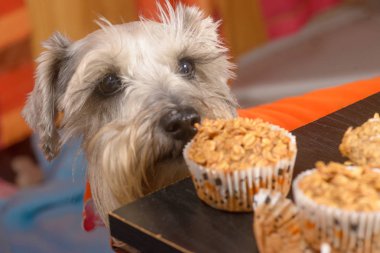 Bir kek özlem schnauzer köpek