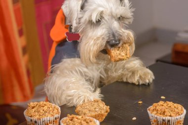 Bir kek özlem schnauzer köpek