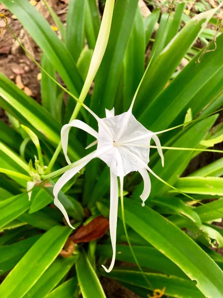Beyaz Örümcek Lily Çiçek - Hymenocallis littoralis