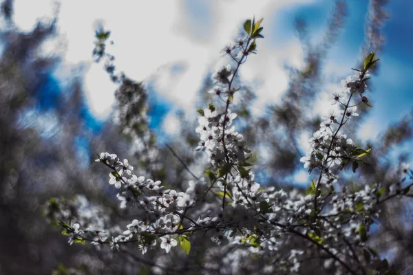 Blühende Zweige Eines Baumes — Stockfoto