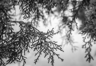 Kış manzarası. Çamın dalları karda.