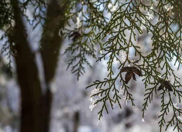 Зимний Пейзаж Сосновые Ветви Снегу — стоковое фото