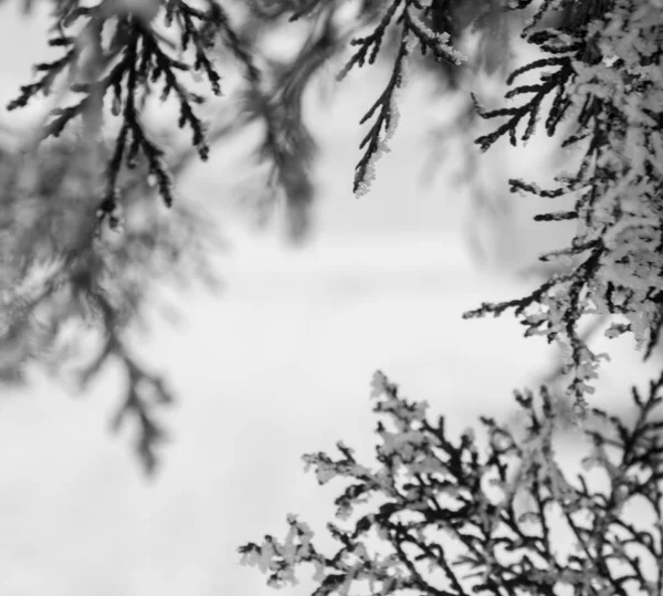 Kış Manzarası Çamın Dalları Karda - Stok İmaj