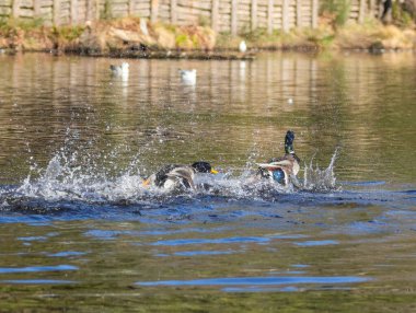Bölgesel yaban ördeği ördeği Drake suda başka bir erkeği kovalıyor.