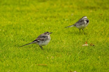 Ebeveyni olan genç kuyruklu bir kuş.