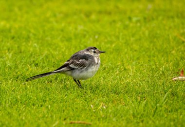 Yeşil çimlerde sallanan genç fareli köylü