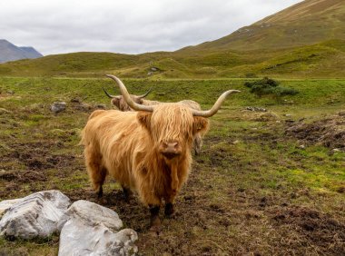 Yeşil tarlada tüylü dağ ineği