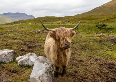 Yeşil tarlada tüylü dağ ineği