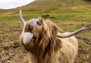 İskoçyalı bir ineğe yaklaş, dilini dışarı çıkarıyor. 