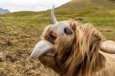 İskoçyalı bir ineğe yaklaş, dilini dışarı çıkarıyor. 