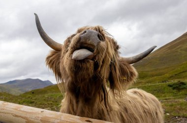 İskoçyalı bir ineğe yaklaş, dilini dışarı çıkarıyor. 