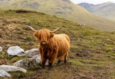 Yeşil tarlada tüylü dağ ineği