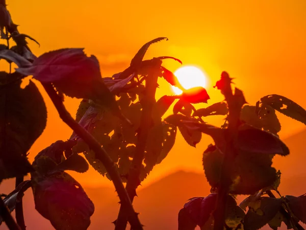 Plantas Espinhosas Pôr Sol Fisciano Itália — Fotografia de Stock