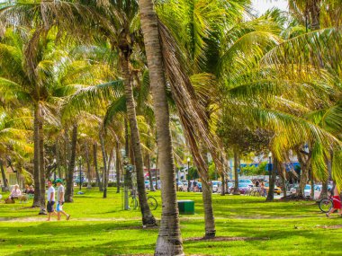 South Beach yakınlarındaki palmiye ağaçları, Miami, Florida, Abd 