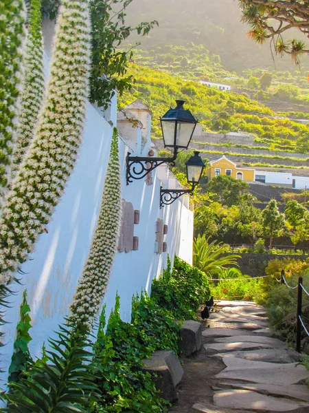 Dragon tree, tenerife, Canarischeeilanden, Spanje — Stockfoto