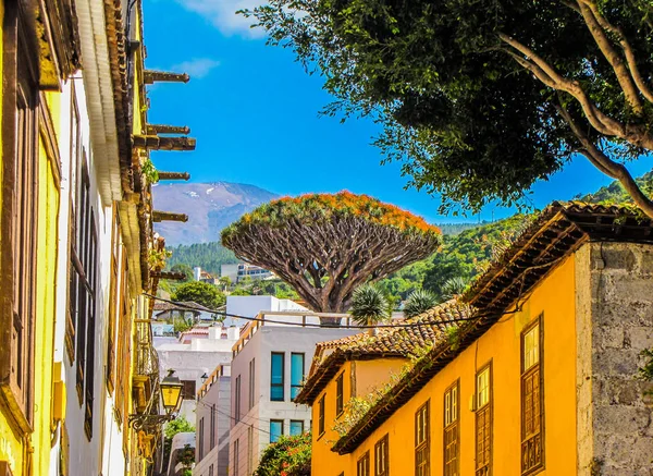 Ejder ağacı, tenerife, Kanarya Adaları, İspanya  
