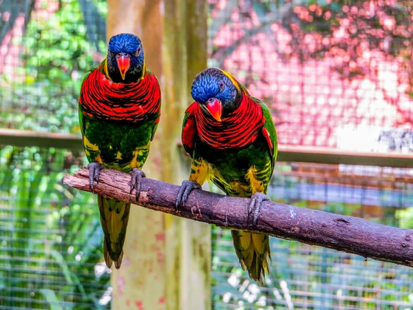 Lories (small to medium-sized arboreal parrots) — Stock Photo, Image