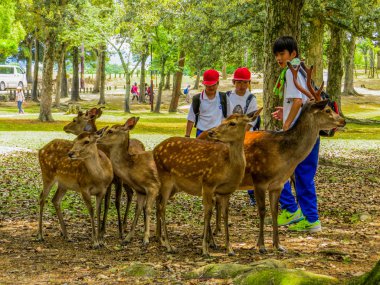 Wild deers in Nara Park, Japan 