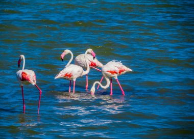 Flamingolar