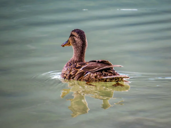 Kachna na Černém jezeře (Crno jezero), Zabljak, Černá Hora — Stock fotografie