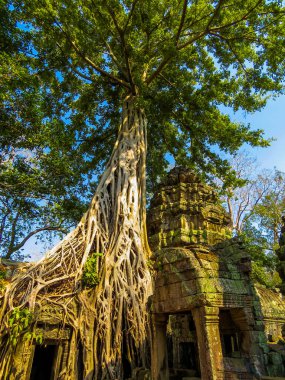 Ta Phrom Tapınağı, Angkor Wat, Kamboçya