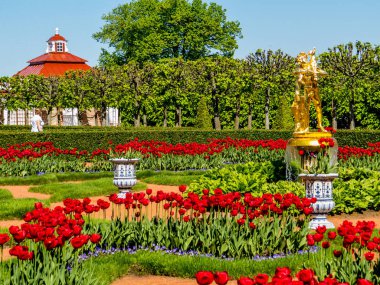 Peterhof Palace'da kırmızı lale bahçesi, St. Petersburg, Rusya