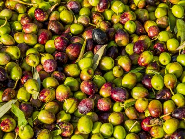 Zeytin yakın çekim 