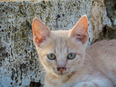 Sevimli Kitten Portre 