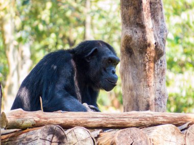 Vahşi Goril Portresi 