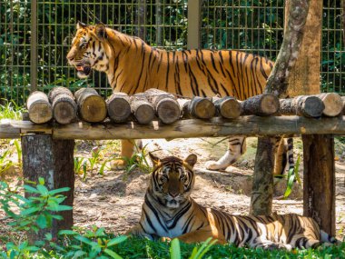 Hayvanat bahçesi parkında Bengal Kaplanları 