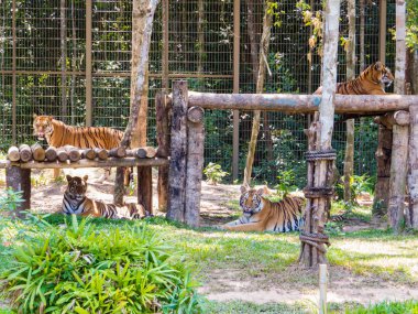 Hayvanat bahçesi parkında Bengal Kaplanları 