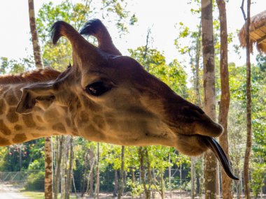 Zürafa hayvanat bahçesi parkta turist tarafından beslenen ediliyor 