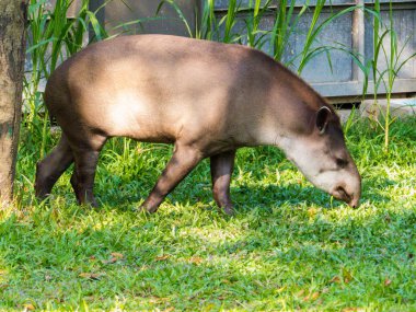 Brazilian Tapir Portrait  clipart