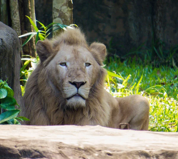 Aslan portre — Stok fotoğraf