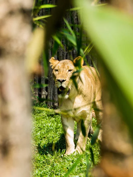 Lionne dans le parc zoologique — Photo