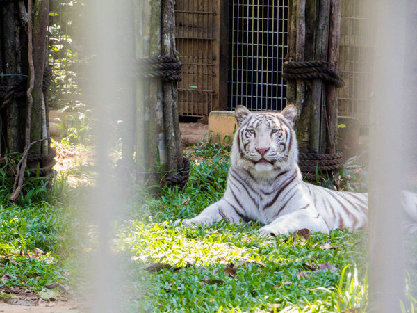 Картина, постер, плакат, фотообои "белый тигр в зоопарке — стоковое фото постеры животные бабочки", артикул 278703462
