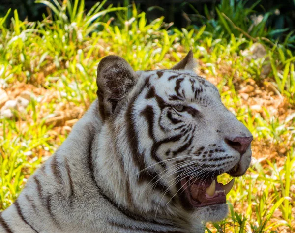 Portrait de tigre blanc — Photo
