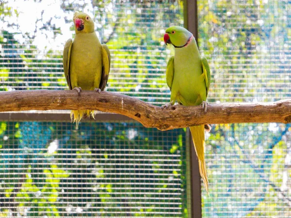 Lories (pequenos e médios papagaios arbóreos ) — Fotografia de Stock