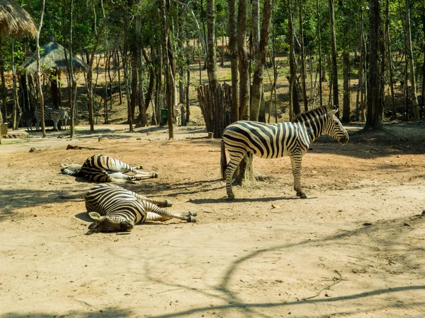 Zebras in the nature — Stock Photo, Image