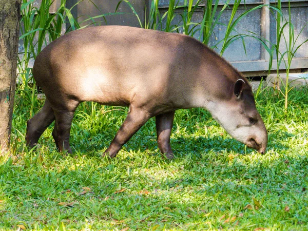 Brasilianisches Tapir-Porträt — Stockfoto